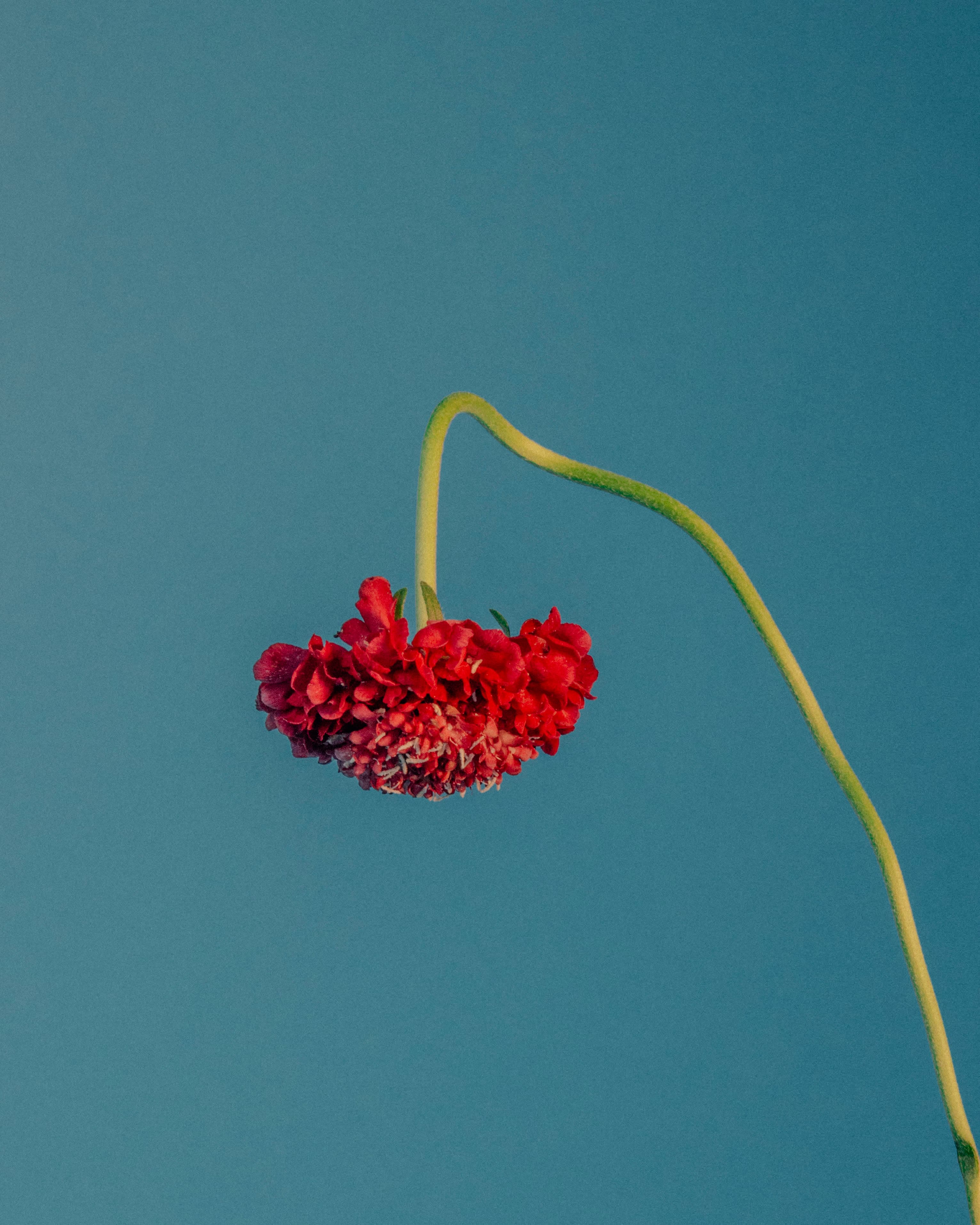 Floral #11